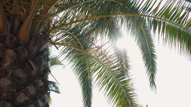 Grüne Palmenblätter Sonnigen Himmel Sonne Scheint Durch Palmenblätter Mit Sonnenlinse — Stockvideo