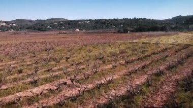 Row of vineyards trees against green hill at sunny day. Flying along vineyards in Spain, Costa Blanca. Old village and vineyards