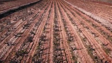 Countryside landscape with vineyard fields. Flying over vineyards meadows in winter. Rows of vineyards trees with brown trunks at sunny day. Beautiful nature landscape