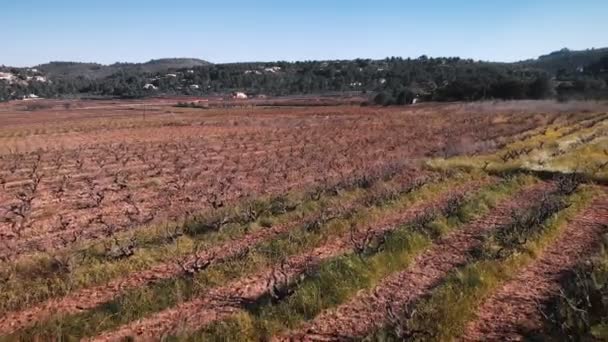 Vineyards Winter Spain Costa Blanca Rows Vineyards Sunny Day Drone — Video Stock