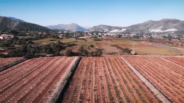 スペインの冬に茶色の幹を持つワインの木の行のドローンの空中ビュー コスタ ブランカのカルペ近くのブドウ畑を飛んでいます 緑の丘に対する美しい自然景観 — ストック動画