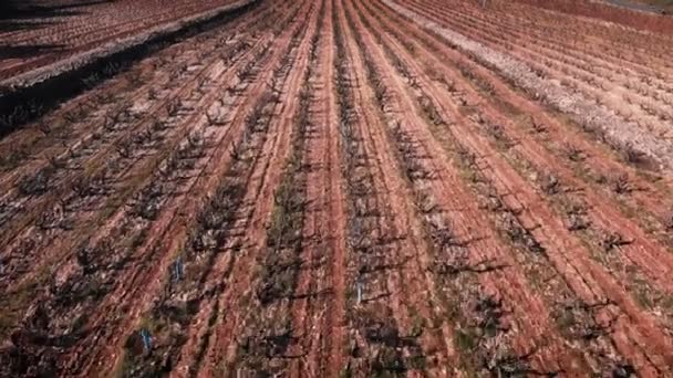 Vineyards Spain Winter Brown Vineyards Trees Growing Rows Flying Vineyards — Video Stock