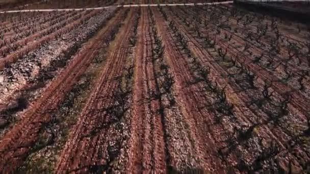 ブドウ畑で茶色の幹を持つ木の列 小さな木を育てるブドウ畑 スペインの冬に農業分野や牧草地と田舎の風景 美しい自然景観 — ストック動画