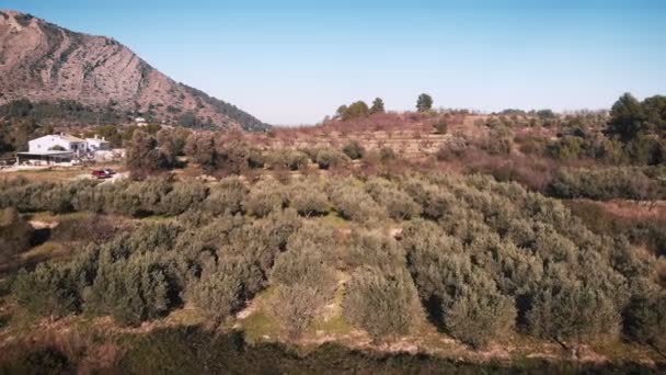 Olive Trees Plantation Green Hills Olive Fields Mountains Spain Costa — Vídeo de Stock