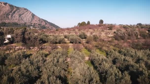 Olive Trees Spain Olive Trees Plantation Sunny Day Green Hills — Vídeo de Stock