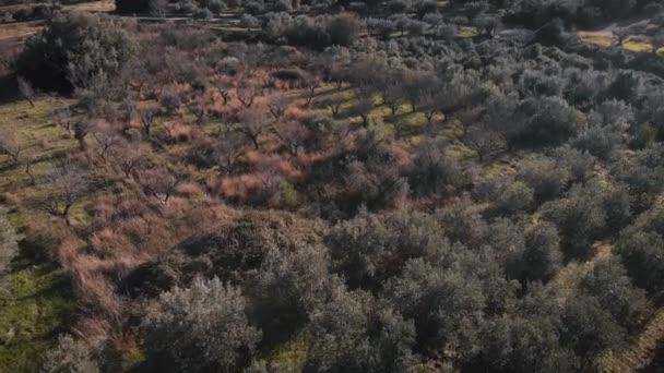 Plantation Olive Trees Olive Garden Spain Green Olive Trees Surrounded — Vídeo de Stock