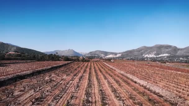 Sırayla Büyüyen Kahverengi Gövdeli Üzüm Bağları Fidanlığı Kırsal Kesimdeki Üzüm — Stok video
