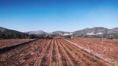 Beautiful countryside landscape with vineyards and mountains on background. Rows of vineyards trees with brown trunks at sunny day in south of Spain, Costa Blanca. Nature landscape