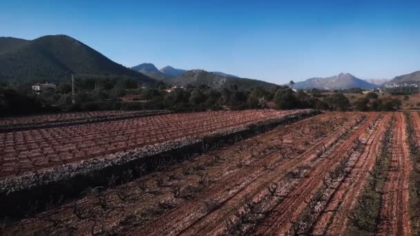Vineyards Spain Rows Vineyards Trees Brown Trunks Winter Countryside Landscape — Stockvideo