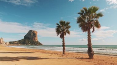 Beautiful coconut palm trees on beach with white sand. Palm trees grows on beach with white sand. Coastline landscape with sea waves and beach at sunny windy day