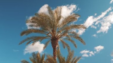 Palm tree leaves waving in wind against clear blue sky. Tropical green palm trees, close up. View of coconut palm trees against sky