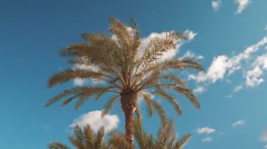 Time lapse of palm tree leaves waving in strong wind. Coconut palm tree against blue sky with white fluffy clouds. Picturesque tropical background. View of tropical green palm tree at sunny day