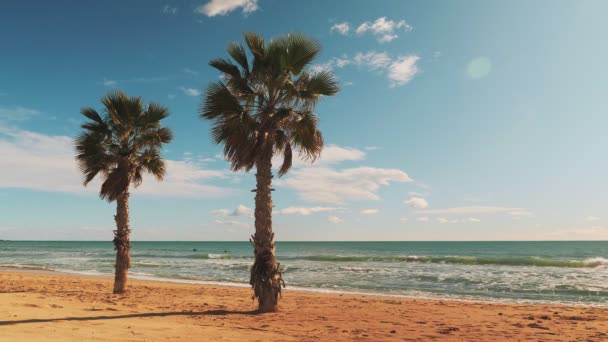 ヤシの木と日当たりの良いビーチ ヤシの木と白い砂と美しい熱帯の海岸線 海の波 砂浜とヤシの木と地中海の海岸 素晴らしい海景 — ストック動画