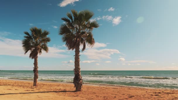 ヤシの木の葉風に穏やかな海に対して手を振っ葉 晴れた日にはヤシの木や白い砂と熱帯の風景 穏やかな水面と砂浜を持つ地中海の海岸 — ストック動画