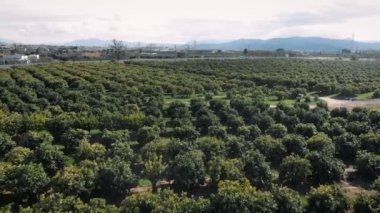 Fruit orchard in Gandia, Valencia, Spain, aerial view. flying over orange green trees growing in rows. Orange plantation with mountains on background. Tangerine fruit garden with blooming trees