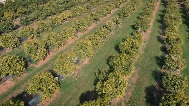 Rows Green Orange Tangerine Trees Fruit Orchard Blossoming Trees Aerial — Video Stock