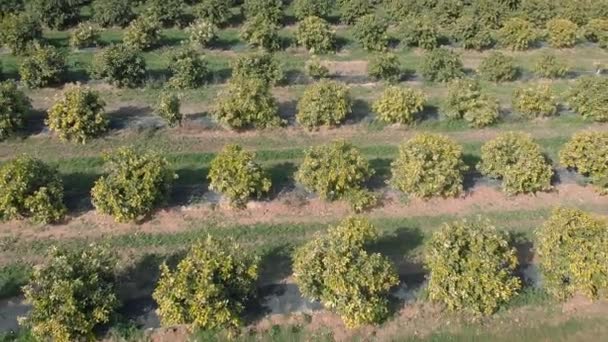 Orange Green Trees Plantation Valenciana Spain Rows Orange Tangerine Blooming — Vídeo de stock