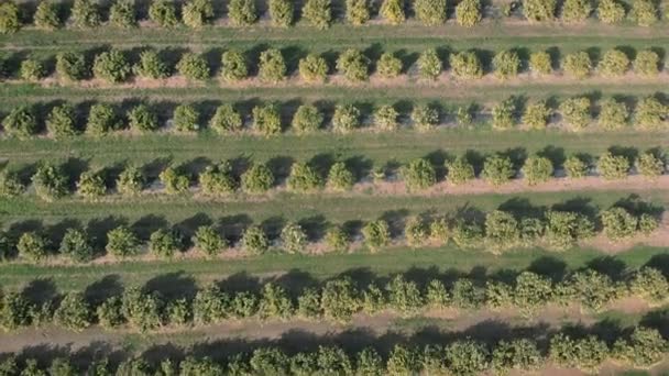 Aerial View Orange Plantation Spain Citrus Fruit Orchard Blooming Green — Vídeo de stock