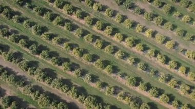 Rows of green trees on orange plantation in Spain, Valenciana. Citrus fruit garden with blooming green trees. Orange and tangerine orchard. Agriculture and agribusiness concept. Growing fruit trees