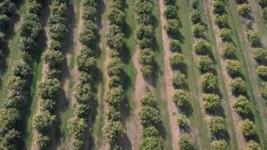 Orange fruit plantation. Fruit harvesting. Citrus lemon and tangerine garden. Growing in rows green citrus trees. Local fruit farming in Spain. Agriculture concept. Orange orchard in springtime