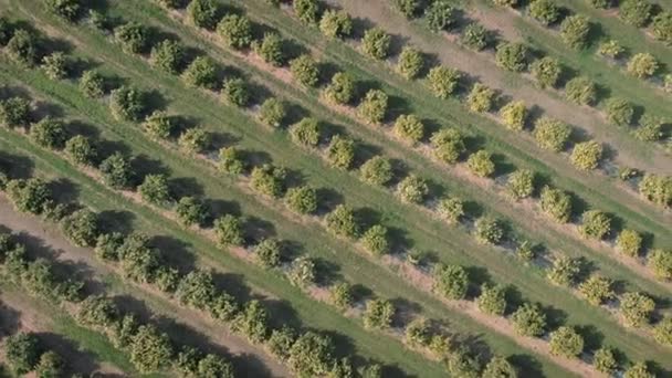 Rows Green Trees Orange Plantation Spain Valenciana Citrus Fruit Garden — ストック動画