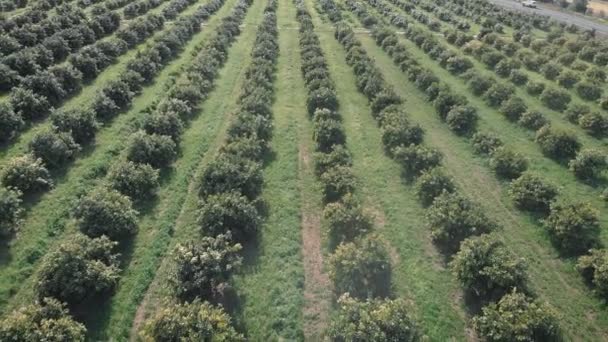Rijen Bloeiende Citrusgroene Bomen Oranje Boomgaard Tropische Citrustuin Met Bloeiende — Stockvideo