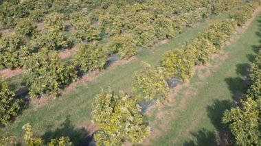 Çiçek açan narenciye ağaçları. İlkbaharda portakal tarlası. Sıra sıra yetişen mandalina yeşili ağaçlar. Citrus bahçesi. Tarım konsepti. Sağlıklı bir yaşam tarzı ve yemek