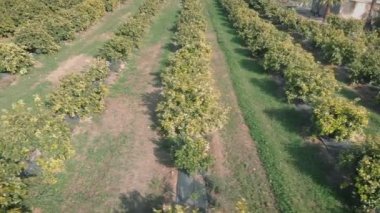 Fruit orchard. Orange plantation with growing green trees. Tangerine trees garden in springtime. Tropical fruit tree plantation in Spain, Valencia region. Local fruit farming. Fruit export production