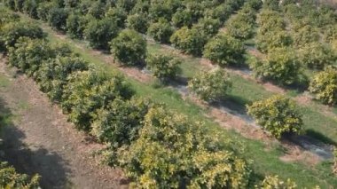 Orange plantation in Spain. Citrus fruit orchard with growing and blooming green trees. Tangerine and lemon garden with blossoming trees. Fruit farming and agriculture concept