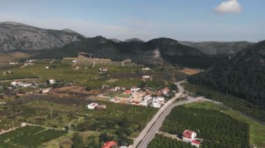 Valley in Spain surrounded by mountains with lots of orange and tangerine plantations. Green fruit trees growing in rows against huge mountain peaks. Citrus fruit orchard with blossoming green trees
