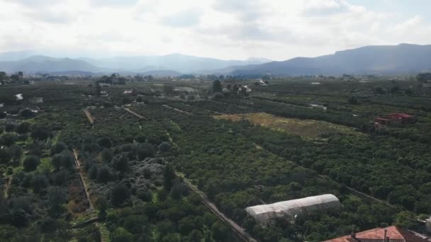 Piantagioni Aranci Mandarini Spagna Circondate Montagne Agrumi Giardino Con Alberi — Video Stock