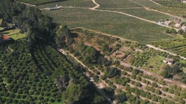 Orange and tangerine green trees plantations. Citrus fruit gardens surrounded by rocky mountains. Agriculture and local fruit farming in Spain. Lemon green trees growing in rows in springtime