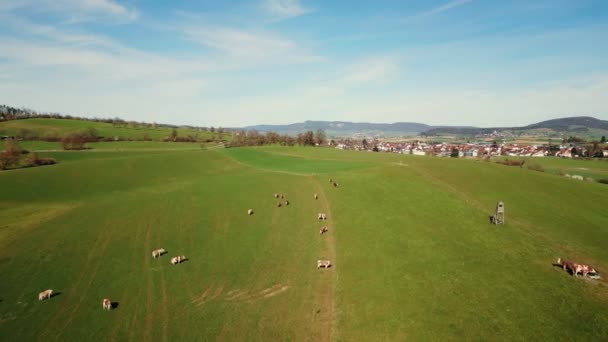 在瑞士 成群的奶牛在青山上吃草 奶牛在牧场上咀嚼绿草 牛奶和肉类工业 草场上的动物 — 图库视频影像