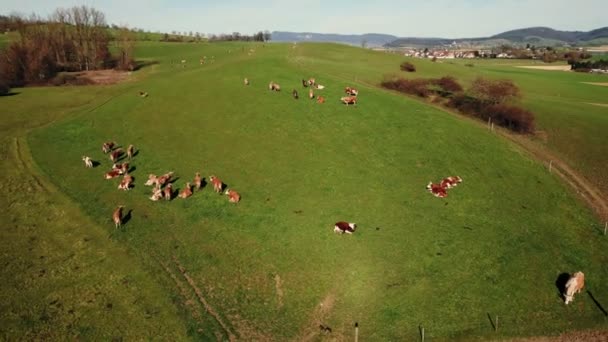 Las Vacas Comen Hierba Prado Animales Agrícolas Pastando Colina Verde — Vídeo de stock