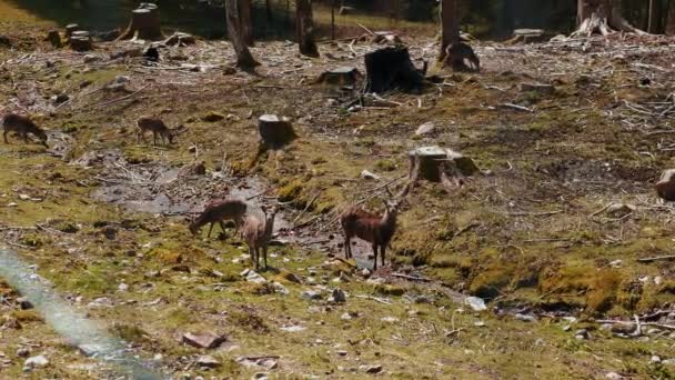 Rehe Weiden Auf Einer Wiese Wald Rothirsche Frühlingswald Weißnagelrehe Auf — Stockvideo