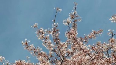 Mavi gökyüzüne karşı beyaz çiçekli ağaç dalları. Baharda kiraz ağacında çiçek açan çiçekler. Mavi gökyüzünde açan beyaz kiraz ağacı. İlkbahar doğası