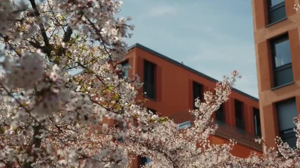 Cseresznyevirágzás Kék Ellen Tavasszal Virágzó Fák Tiszta Kék Ellen Virágzó — Stock videók