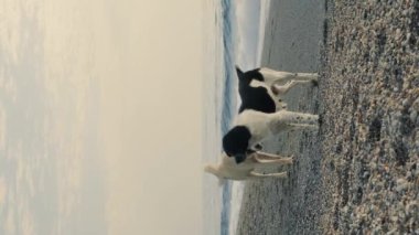 Çakıl taşlı sahilde yürüyen köpekler. Dikey video. Sahilde eğlenen iki büyük köpeğin portresi.