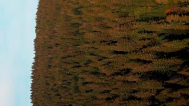 Dağ ormanları ve renkli ağaçlar. Güzel sonbahar doğa manzarası. Dikey video. Vahşi doğa rezervi. Sonbaharda çam ağaçları üzerinde uçan drone.