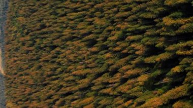 Dağların silueti mavi gökyüzüne ve ormanlara karşı. Dikey video. Kuş bakışı bir dağ manzarası. Vahşi doğa rezervi. Sonbahar çam ağacı ormanı