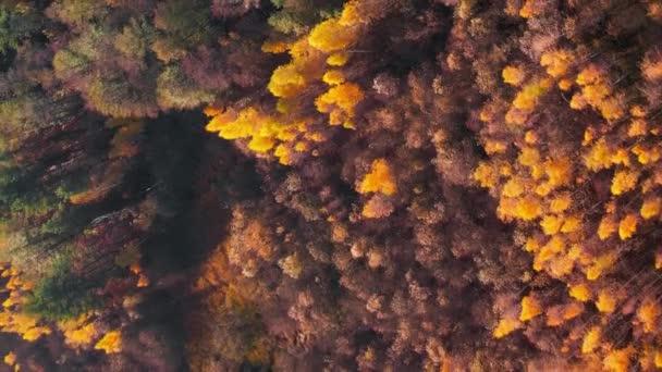 Падіння Природного Ландшафту Жовті Зелені Вершини Дерев Осінньому Лісі Вертикальне — стокове відео