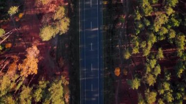 Sonbahar ormanlarında arabaları hareket ettiren modern asfalt yarış pisti. Dikey video. Otobanlı ve arabalı güzel doğa ormanı manzarası. Sarı ve yeşil ağaçlı renkli sonbahar ormanı
