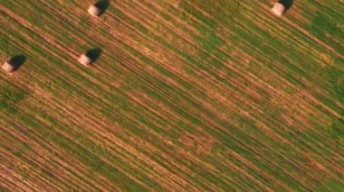 Toplanan samanlıklarla tarım tarlası. Dikey video. Hasat. Samanlıklarla işlenmiş çavdar tarlası. Toplanmış buğdaylı kırsal çayır. Tarım kavramı
