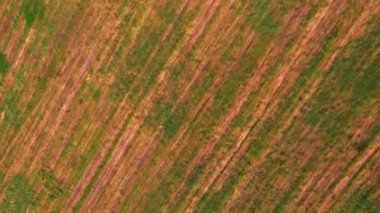 Yeşil arazide saman balyaları ve güzel kırsal alanlar. Dikey video. Samanlıklarda toplanan buğdaylarla tarım tarlası. Hasat ve ekme mevsimi. Tarım sektörü kavramı
