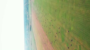 Yuvarlak saman balyalarıyla yeşil tarla. Dikey video. Hasat mevsimi. Samanlıklarla işlenmiş çavdar tarlası. Tarım ve tarım kavramı