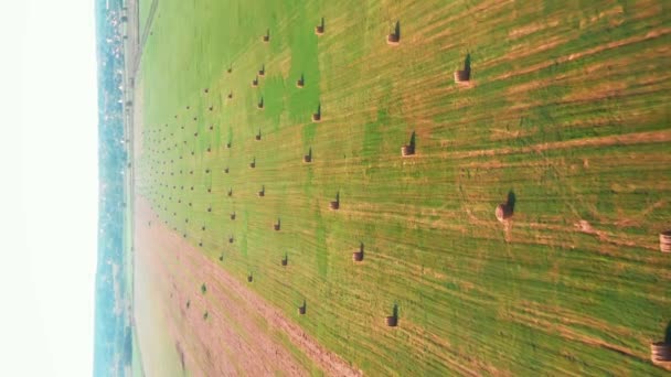 用圆形干草包做成的草丛 农业用稻草堆把收集到的小麦归档 垂直录像 收获季节的农田 耕作过的麦田农业综合企业概念 — 图库视频影像
