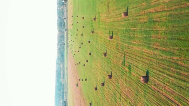 麦田里堆满了干草 用圆形干草包收割和耕作的农村土地 垂直录像 农业概念 — 图库视频影像