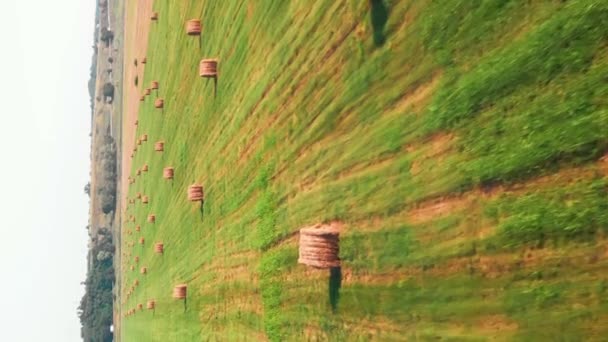 Сезон Сбора Урожая Выращивания Вертикальное Видео Сельское Хозяйство Круглыми Тюками — стоковое видео