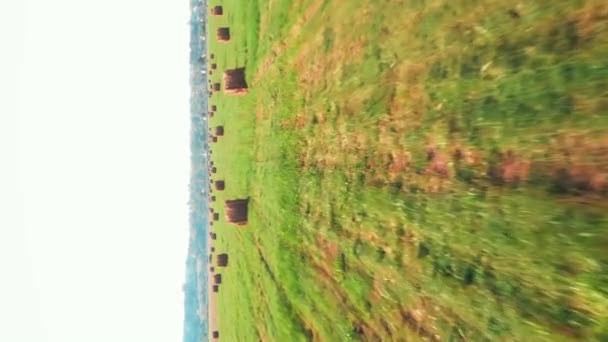 收获季节过后飞越农田 有收集到的黑麦干草堆的农场 圆形的干草捆躺在栽培的绿色草地上 垂直录像 农业概念 — 图库视频影像