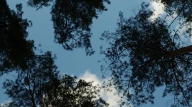 Ağacın tepeleri mavi gökyüzüne karşı beyaz kabarık bulutlar, üst manzara. Dikey video. Mavi gökyüzüne karşı çam ağaçları